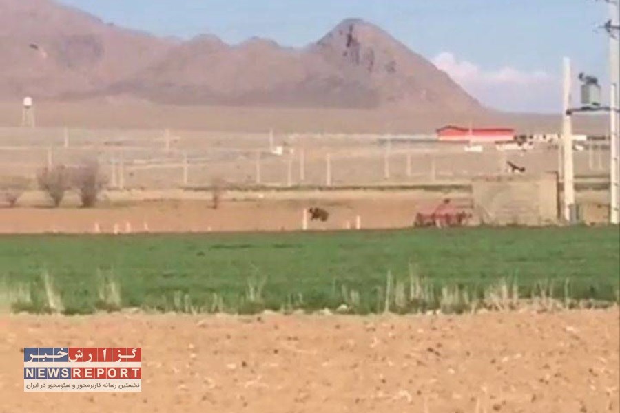 خرس قهوه ای در دهستان خنجشت اقلید مشاهده شد