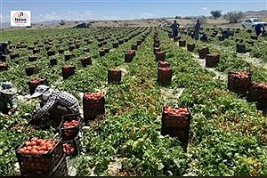 81 هزارتن محصول گوجه فرنگی از مزارع بخش دهرم شهرستان فراشبند برداشت شد