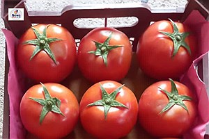 میزان صادرات گوجه فرنگی گلخانه‌ای زرین دشت به بیش از ۷٠٠ تن رسید
