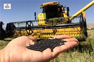 برداشت کلزا از مزارع فارس آغاز شد