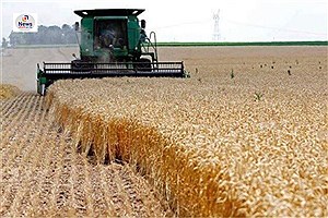 برداشت جو از مزارع نی‌ریز آغاز شد