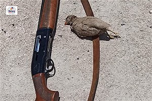 دستگیری شکارچی متخلف و کشف سلاح غیر مجاز و لاشه تیهو در قیروکارزین