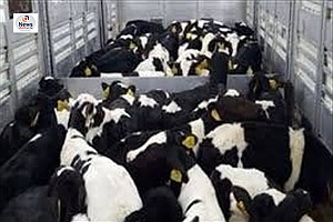 صادرات بیش از ۸۵۰۰ راس دام از شهرستان کوار