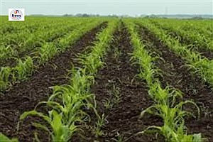 کاشت ذرت تابستانه در فارس آغاز شد