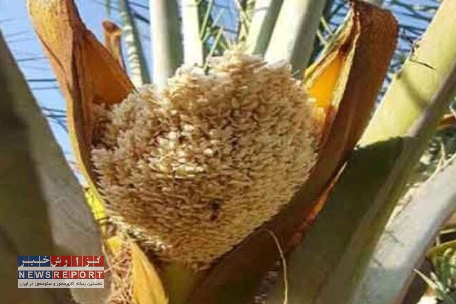 گنج نخلستان بافق: راهکارهای طلایی جهاد کشاورزی برای افزایش برداشت خرما